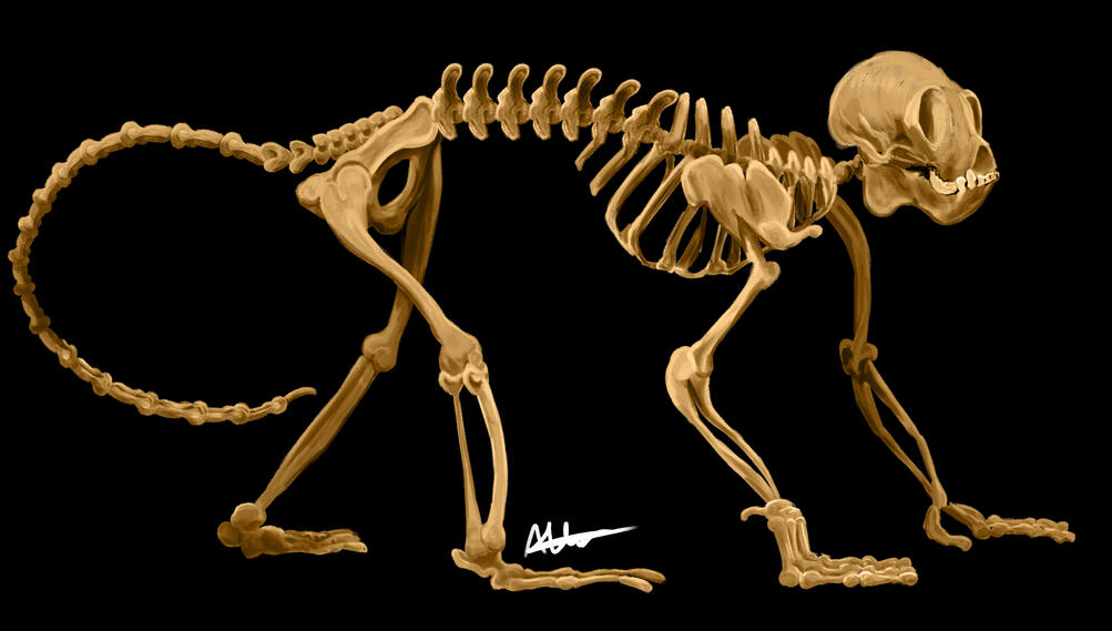 Skeletal Study